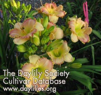 Daylily Northwood Locked and Loaded